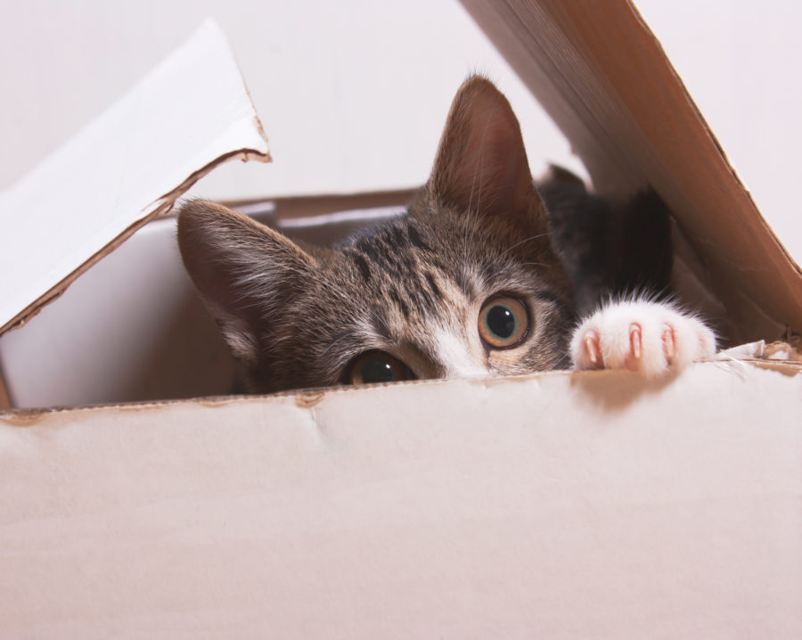 A cat inside a box
